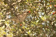 Sabiá do Campo 14 <em>(2991)</em>