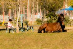 Cavalo 1 <em>(2992)</em>