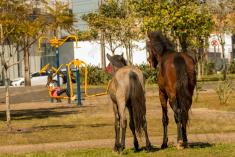 Cavalo 2 <em>(2993)</em>