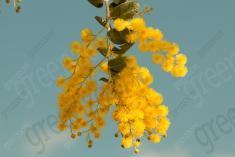 Flor 289 <em>(2994)</em>