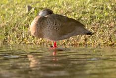 Marreco 6 <em>(2999)</em>