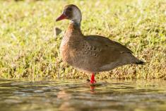 Marreco 7 <em>(3000)</em>