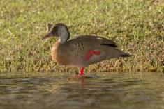 Marreco 8 <em>(3001)</em>