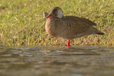 Marreco 9 <em>(3002)</em>