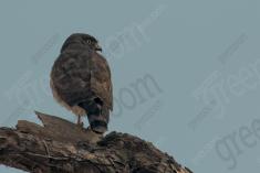 Gavião 32 <em>(3005)</em>