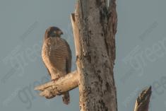 Gavião 33 <em>(3006)</em>