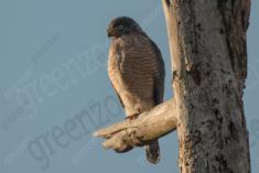 Gavião 34 <em>(3007)</em>