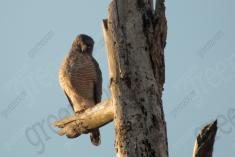 Gavião 35 <em>(3008)</em>