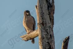 Gavião 36 <em>(3009)</em>