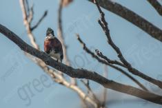 Martin Pescador 3 <em>(3010)</em>