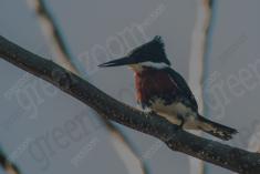 Martin Pescador 5 <em>(3012)</em>