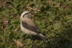 Viuvinha 2 <em>(3013)</em>