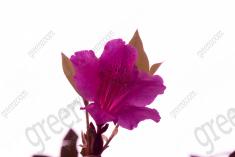 Flor 290 <em>(3014)</em>