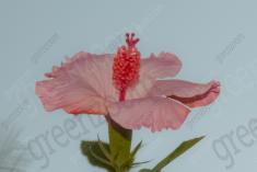 Flor 291 <em>(3015)</em>