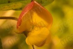 Flor 292 <em>(3016)</em>