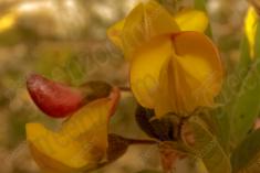 Flor 293 <em>(3017)</em>