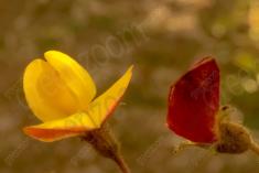 Flor 294 <em>(3018)</em>