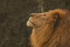 Leão 10 <em>(3020)</em>