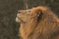 Leão 11 <em>(3021)</em>