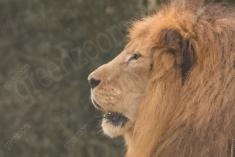 Leão 12 <em>(3022)</em>