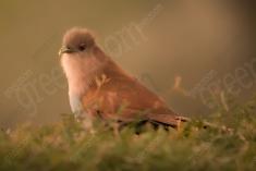 Alma de Gato 5 <em>(3023)</em>