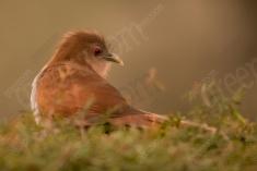 Alma de Gato 6 <em>(3024)</em>