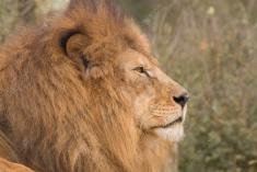 Leão 13 <em>(3028)</em>