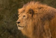 Leão 14 <em>(3029)</em>