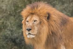 Leão 15 <em>(3030)</em>