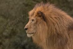 Leão 16 <em>(3031)</em>