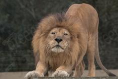 Leão 17 <em>(3032)</em>