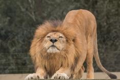 Leão 18 <em>(3033)</em>