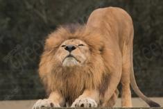 Leão 19 <em>(3034)</em>