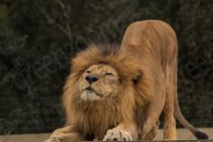 Leão 20 <em>(3035)</em>