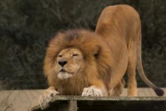 Leão 21 <em>(3036)</em>