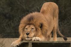 Leão 22 <em>(3037)</em>