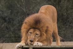 Leão 23 <em>(3038)</em>