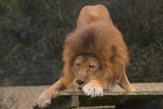 Leão 24 <em>(3039)</em>