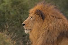 Leão 25 <em>(3040)</em>