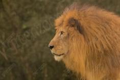 Leão 26 <em>(3041)</em>