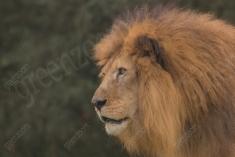 Leão 27 <em>(3042)</em>