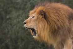 Leão 28 <em>(3043)</em>