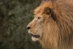 Leão 29 <em>(3044)</em>