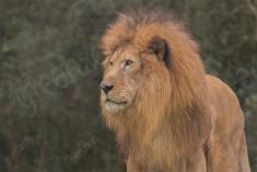 Leão 30 <em>(3045)</em>