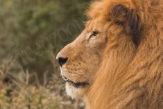 Leão 31 <em>(3046)</em>