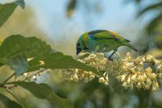 Saíra 7 Cores 34 <em>(3047)</em>