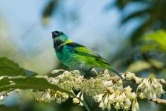 Saíra 7 Cores 35 <em>(3048)</em>