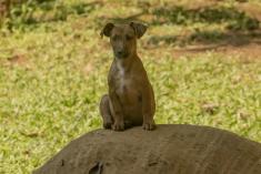 Cachorro 7 <em>(3049)</em>