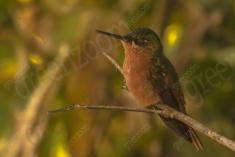 Beija Flor 68 <em>(3050)</em>