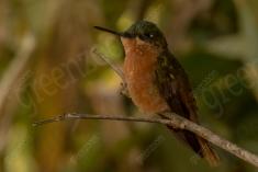 Beija Flor 69 <em>(3051)</em>